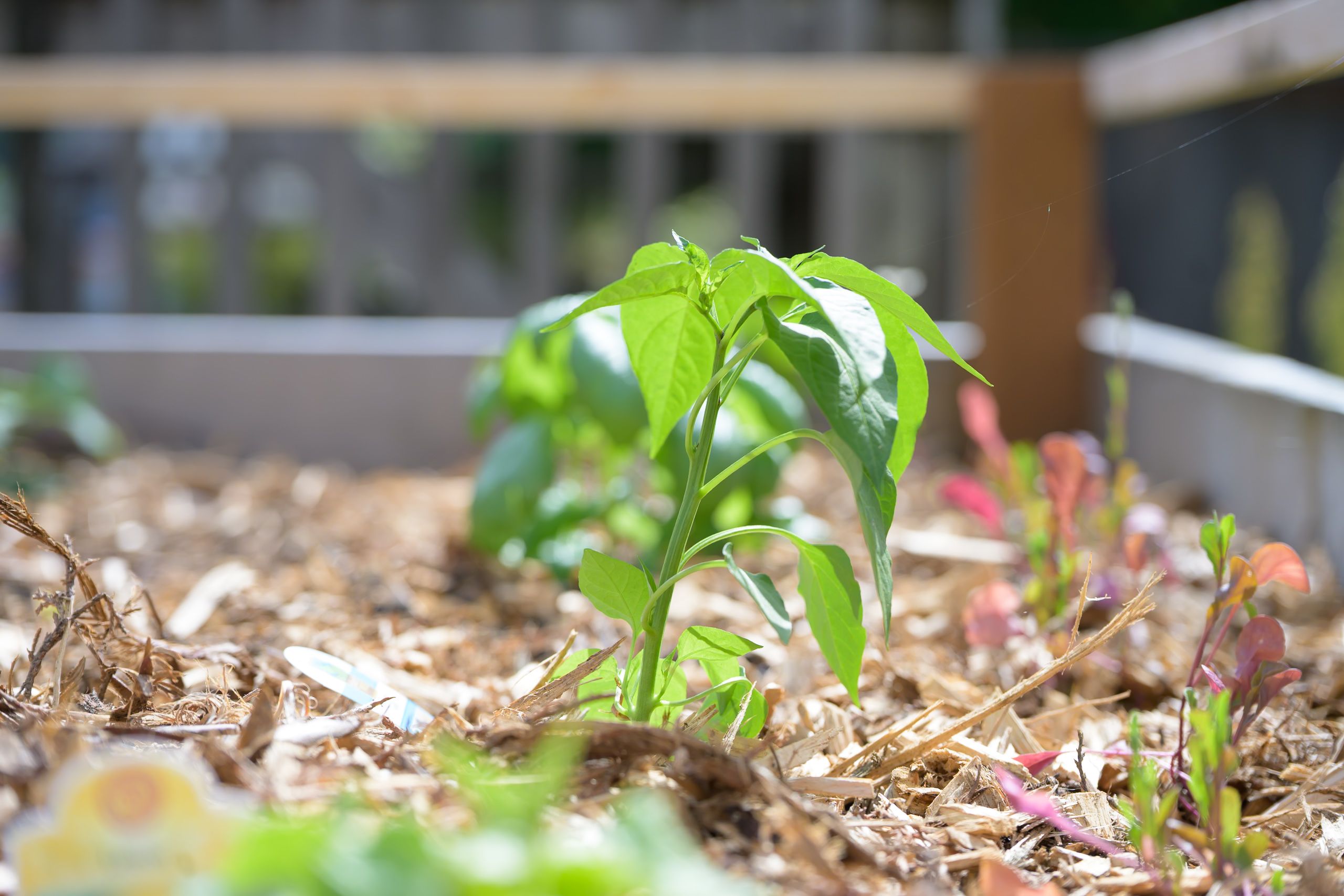 garden-2025-9460.jpg