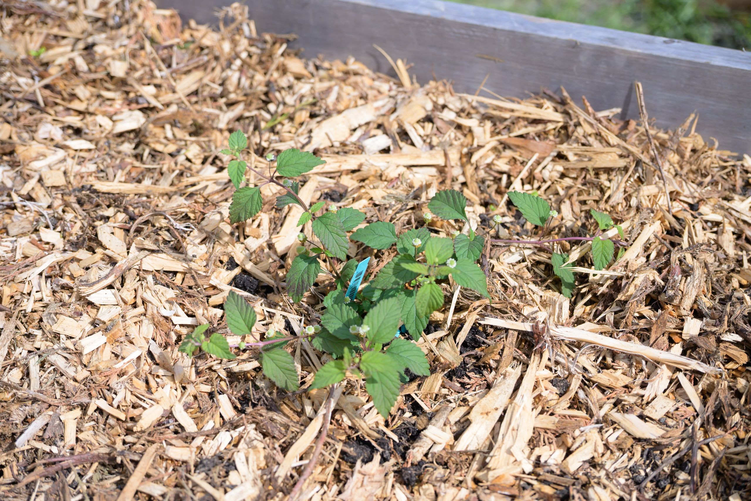 garden-2025-9463.jpg