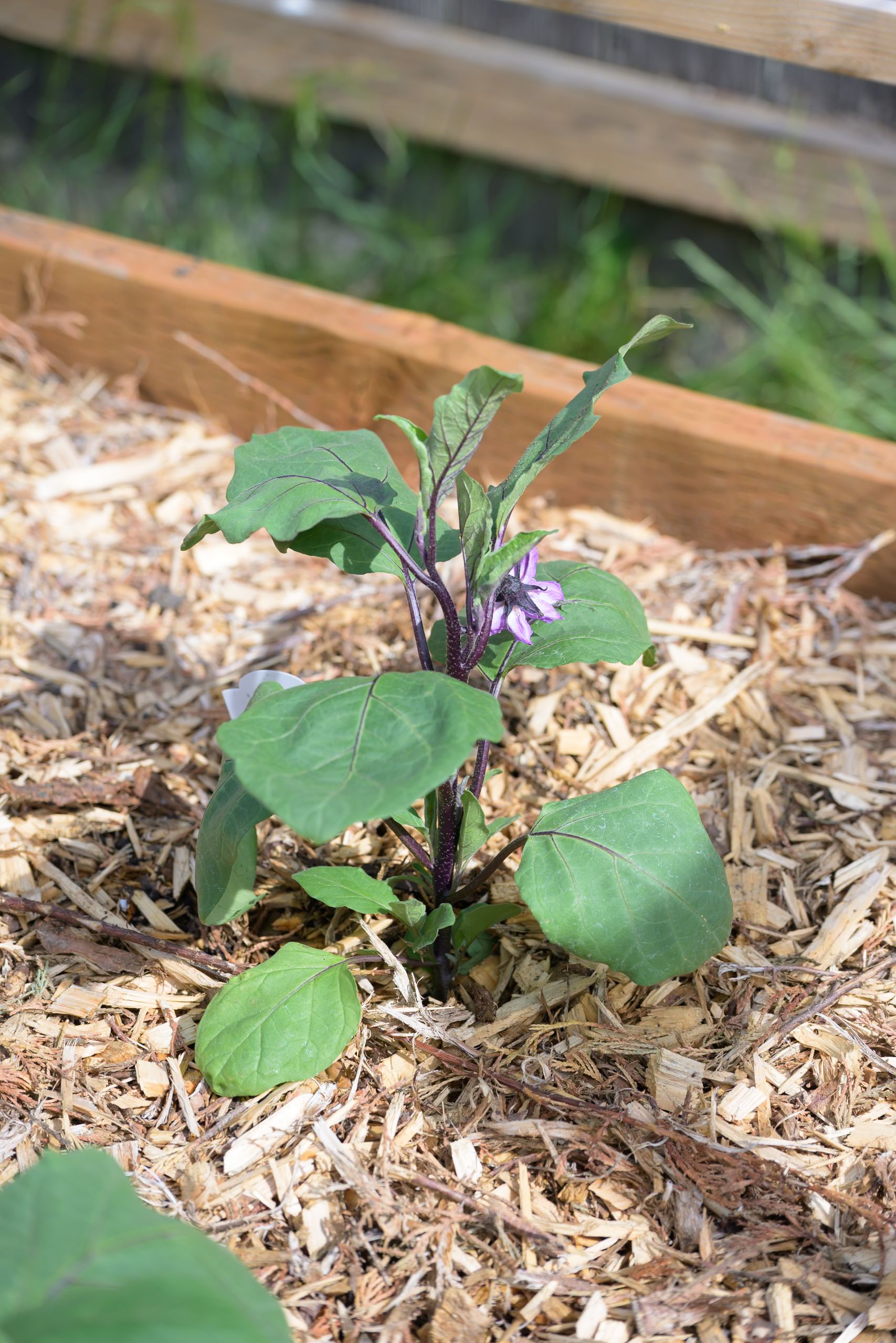 garden-2025-9466.jpg