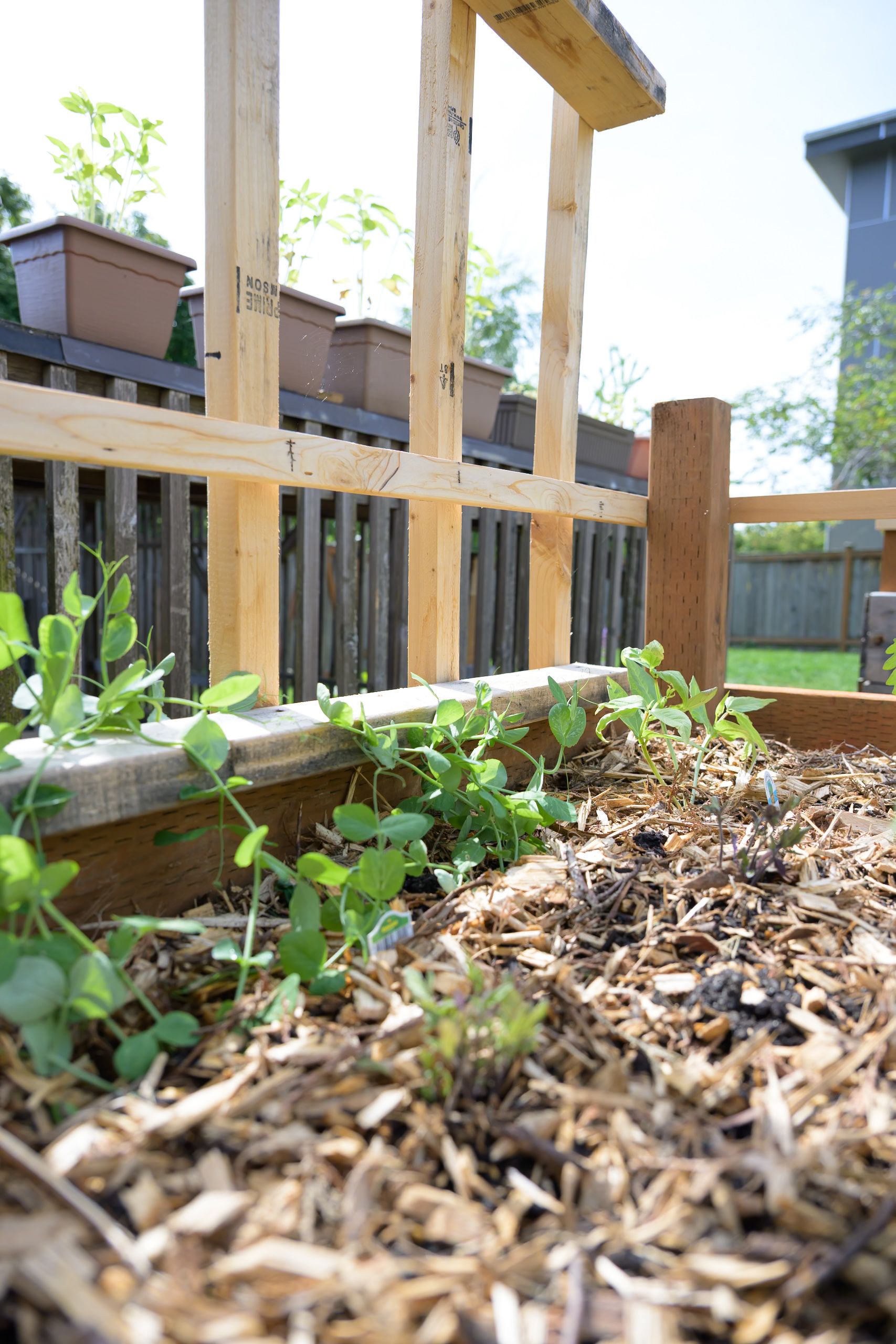 garden-2025-9469.jpg